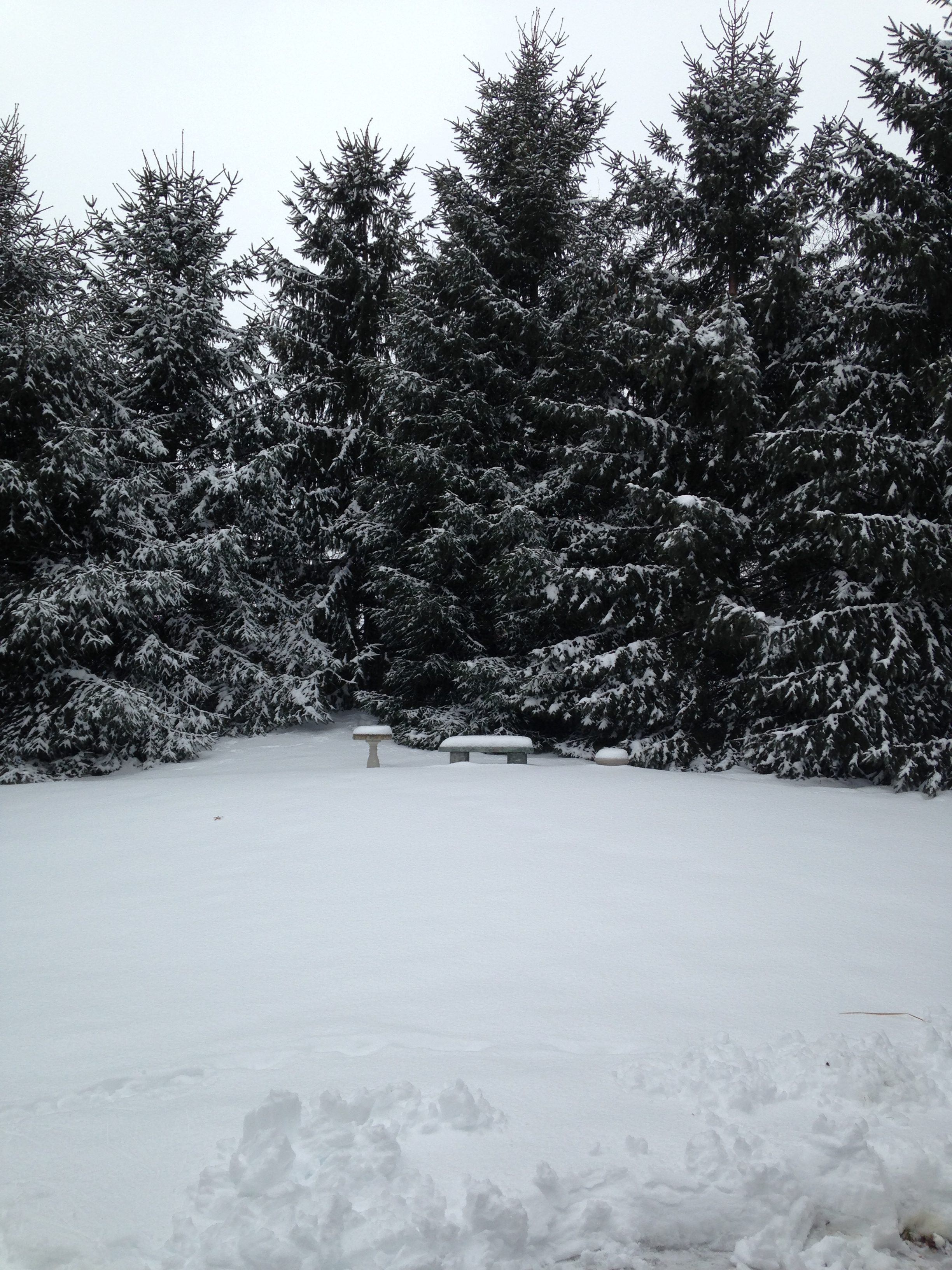 Keeping Your Canine Friend’s Paws Safe in Winter